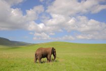 Молодой слон в африканской саванне — стоковое фото
