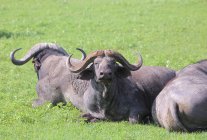Bulls in  african savannah — Stock Photo