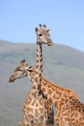 Gruppe junger Giraffen — Stockfoto