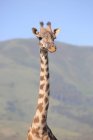 Giraffe im Etoscha-Nationalpark — Stockfoto