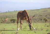 Girafa no Parque Nacional de Etosha — Fotografia de Stock