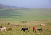 Pueblo de la tribu maasai (área de conservación de Ngorongoro, Tanzaniya ) - foto de stock