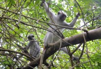 Monkeys in tropical rain forest , Zanzibar island, Tanzaniya — Stock Photo