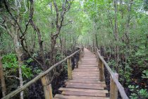 Tropischer Regenwald auf der Insel Sansibar, Tansaniya — Stockfoto