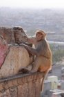 Monkey in Jaipur city — Stock Photo