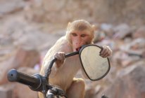 Мавпа сидить на велосипеді — стокове фото