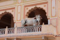 Vache dans le temple des singes à Jaipur — Photo de stock