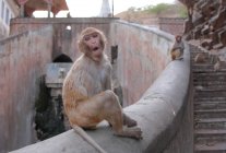 Мавпа в місті Джайпур — стокове фото