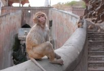 Mono en la ciudad de Jaipur - foto de stock