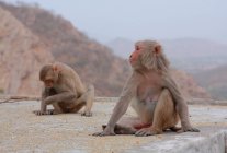 Monkey in Jaipur city — Stock Photo