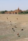 Jaisalmer Chhatris, at Bada Bagh in Jaisalmer, Rajasthan, India. — Stock Photo