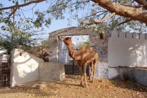 Camello en la feria de Pushkar - foto de stock