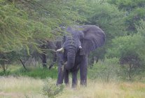 Elefante africano grande - foto de stock