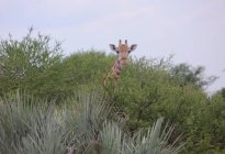 Curiosa giraffa (Giraffa camelopardalis
) — Foto stock