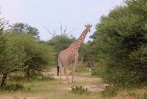 Curiosa giraffa (Giraffa camelopardalis ) — Foto stock