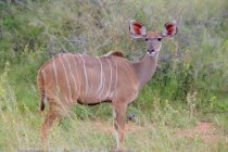Wild gazelle at savanna — Stock Photo