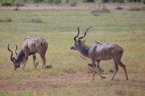 Wild gazelles at savanna — Stock Photo