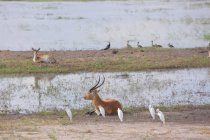 Impala africana nel loro habitat naturale — Foto stock