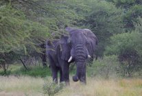 Великий Африканський слон — стокове фото