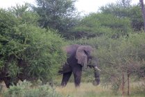 Большой африканский слон — стоковое фото