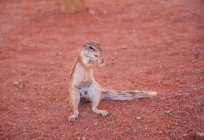 Écureuil terrestre d'Afrique du Sud — Photo de stock