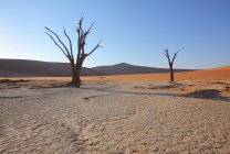Árboles de Acacia Deadvlei - foto de stock