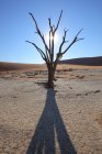 Deadvlei Acacia Tree ,Naukluft Park — Stock Photo