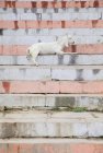 Young goat on street  in India — Stock Photo