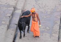 Uomo indiano con mucca per strada in India — Foto stock