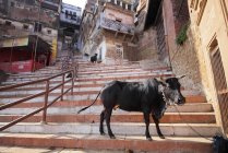 Cows on Streets of Varanasi in   Uttar Pradesh, India. — Stock Photo
