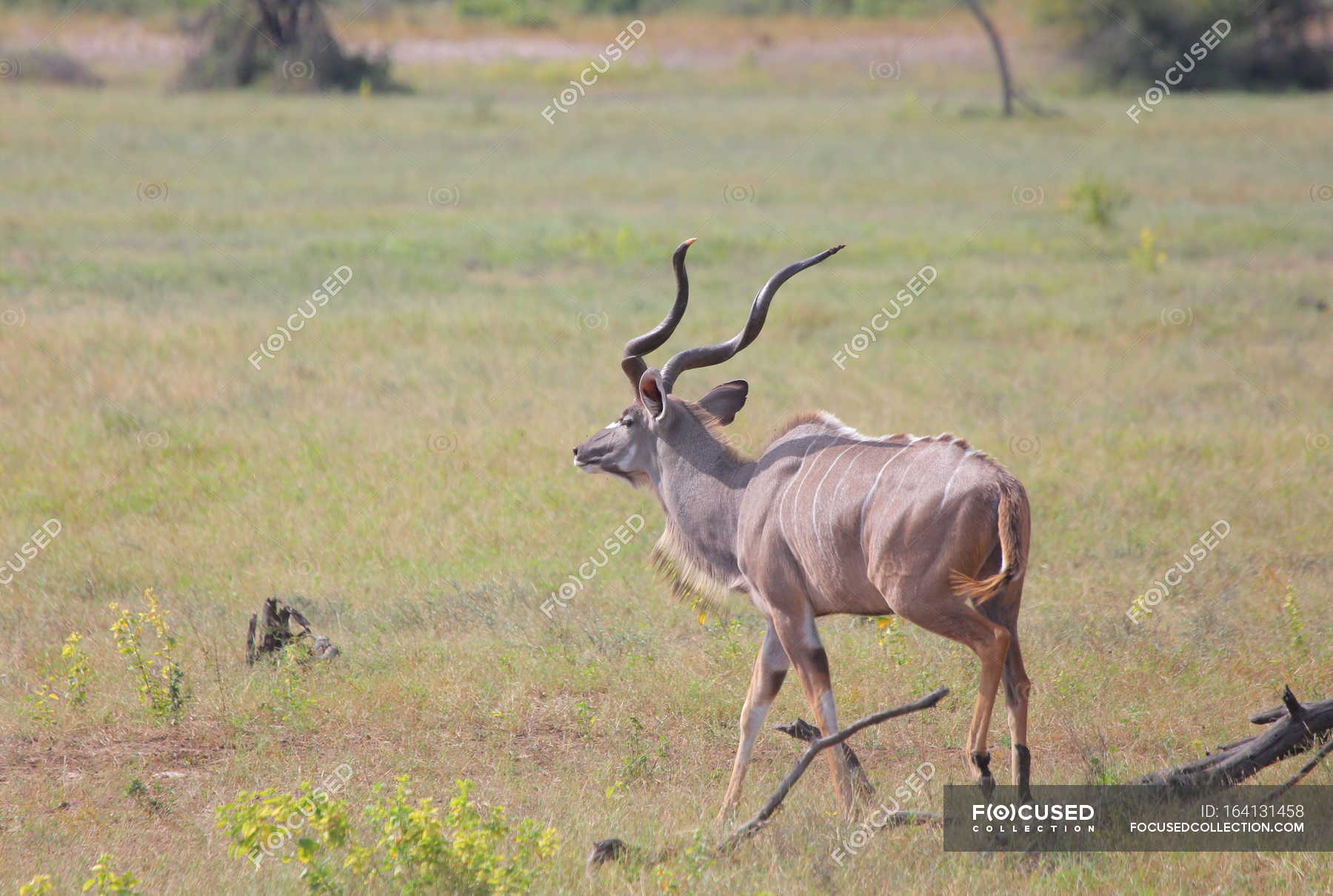 Wild gazelle at savanna — savannah, green - Stock Photo | #164131458