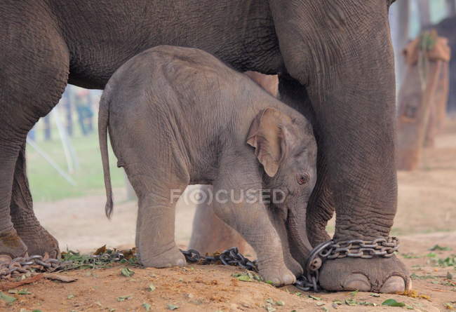 Elefante madre e bambino nel parco — Foto stock