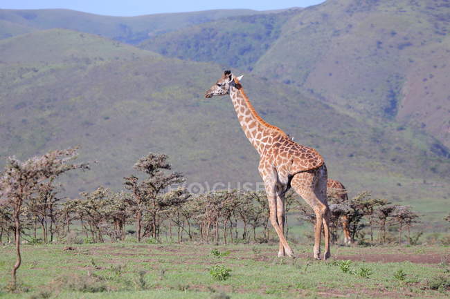 Group of young Giraffes — Stock Photo