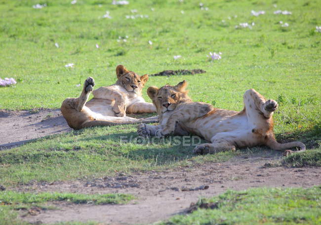 Löwinnen in der afrikanischen Savanne — Stockfoto
