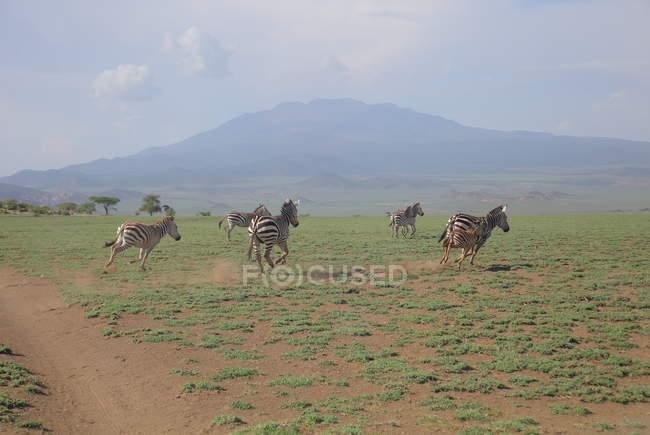 Paisagem em savana africana com animais durante o dia — Fotografia de Stock