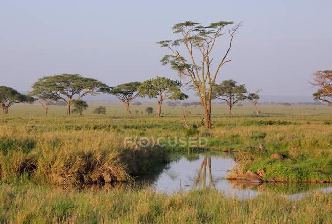 Paysage dans la savane africaine — Photo de stock