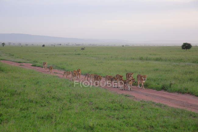 Leones en sabana africana - foto de stock