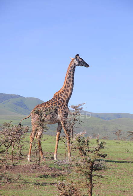 Girafe au parc national d'Etosha — Photo de stock