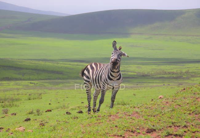 Zebra in der Landschaft der afrikanischen Savanne — Stockfoto