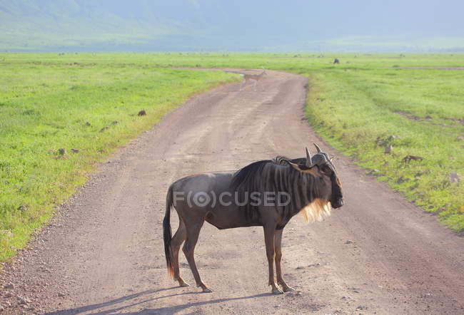 Touro em savana africana — Fotografia de Stock