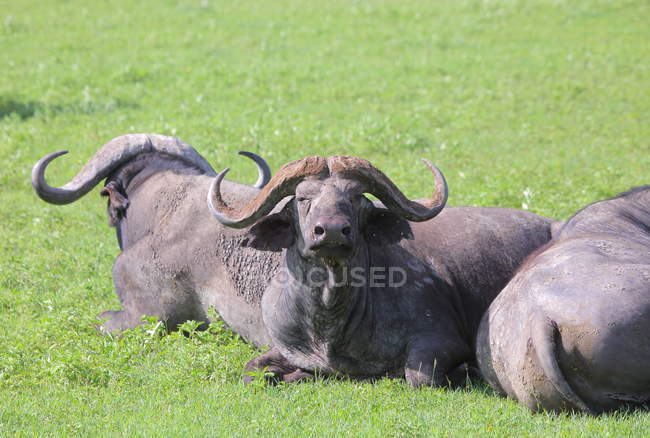 Bullen in der afrikanischen Savanne — Stockfoto