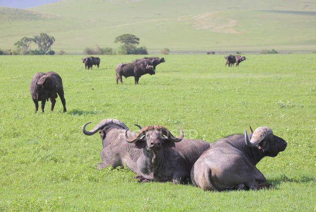 Bulls in  african savannah — Stock Photo