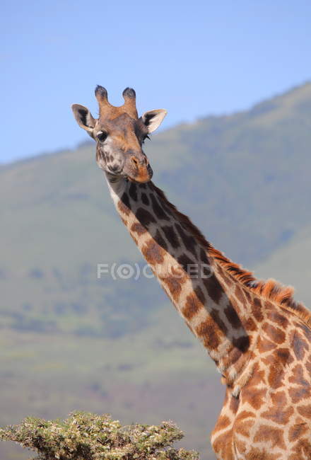 Giraffe at Etosha national park — Stock Photo