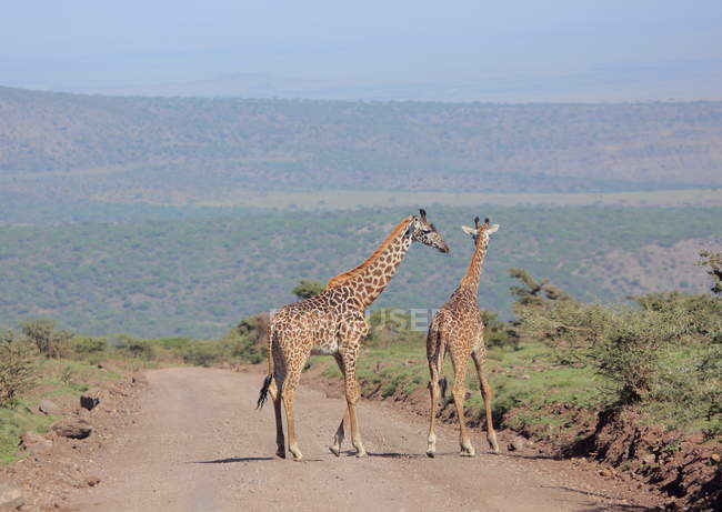Два взрослых жирафа — стоковое фото