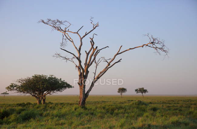 Paysage dans la savane africaine — Photo de stock