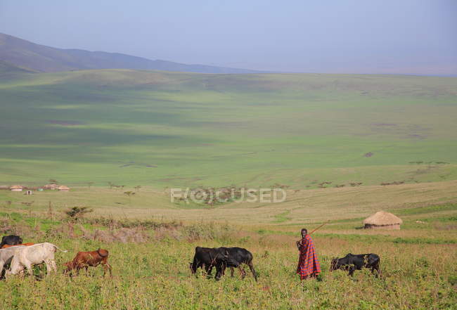 Pueblo de la tribu maasai (área de conservación de Ngorongoro, Tanzaniya
) - foto de stock