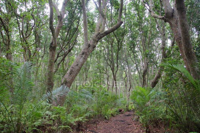 Foresta pluviale tropicale nell'isola di Zanzibar, Tanzania — Foto stock