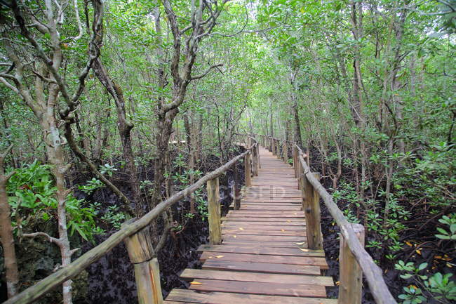 Tropical rain forest in  Zanzibar island, Tanzaniya — Stock Photo