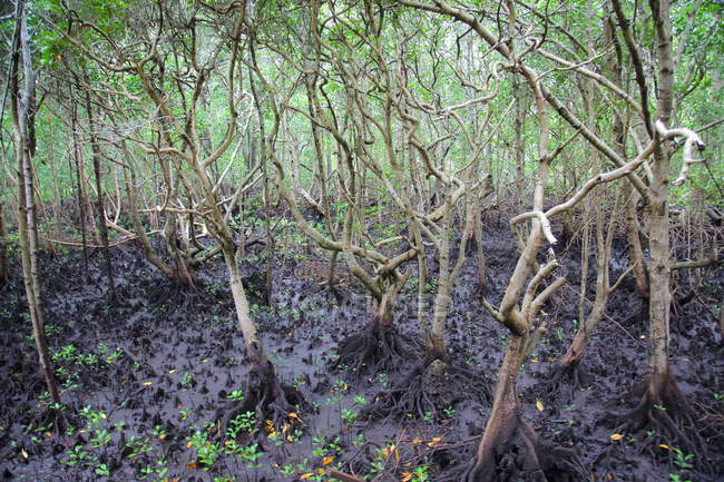 Selva tropical en la isla de Zanzíbar, Tanzaniya - foto de stock