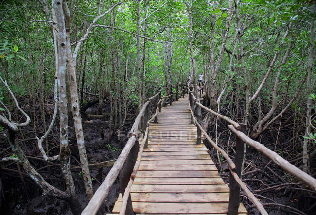 Selva tropical en la isla de Zanzíbar, Tanzaniya - foto de stock
